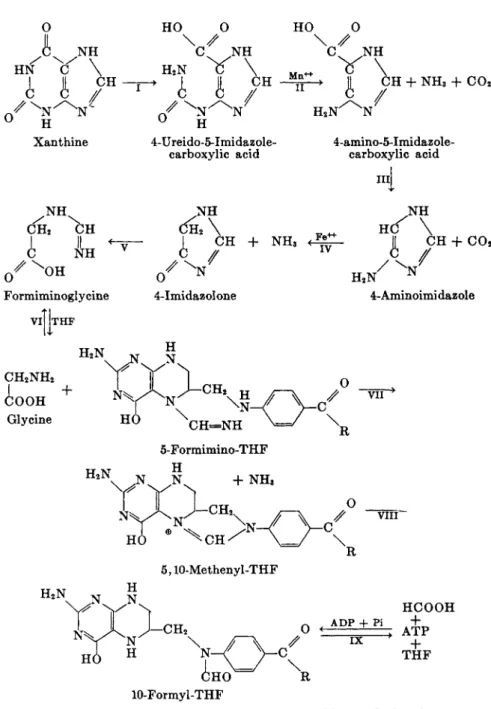 FIG. 6. Enzymic reactions in the conversion of xanthine to glycine, formate, car­