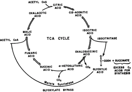 FIG. 5. Tricarboxylic acid cycle and glyoxylate bypass. 