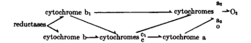 FIG. 8. Possible pathways of electron transport in bacterial cytochrome systems. 