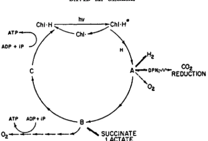 FIG. 1. Scheme of photophosphorylation of bacteriochlorophyll and its associated  electron transport system