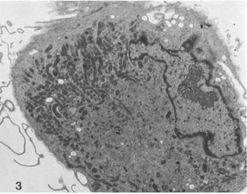 Fig. 3. Transmission electron micrograph of human mono- mono-cyte cultured 8 weeks, same magnification as Fig