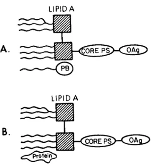 Fig. 1. Diagrammatic representation of endotoxin and  lipid A associated protein (B) and endotoxin associating with  polymyxin B (A) (45a, 33)