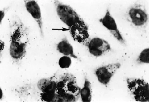 Fig. 1. Light microscopy (with autoradiography) showing  Toxoplasma in a culture labeled with 10 \iCi/ml [5,6- 3 H]uracil