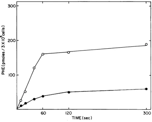 Fig. 2. Time dependence of phenylalanine transport. In an  experiment similar to the one presented in Fig