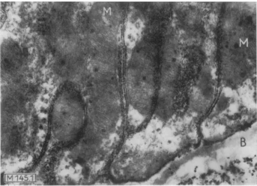 Fig. 1. Electron micrograph  o f the basal part  o f a tubule epithelial cell from  m o u s e kidney with deep  indentations of the cell membrane