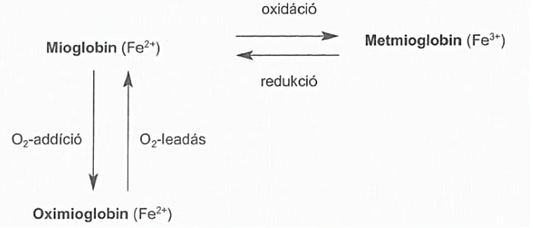 LACZAY (2008) részletesen elemzi (6. ábra) a metmioglobin, mioglobin és  az oximioglobin közötti kémiai folyamatokat