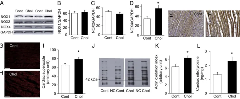 Fig. 3. Representative western blots of NOX1, NOX2, NOX4, and GAPDH from cardiac homogenates from cholesterol-fed (Chol) and control (Cont) animals (A)