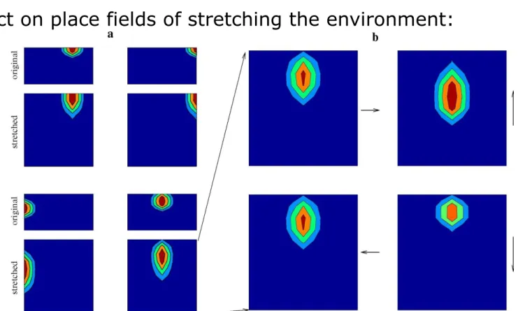Figure a: The place fields of four selected cells in the original and the stretched  environment; the firing rates shown are averages over all head directions
