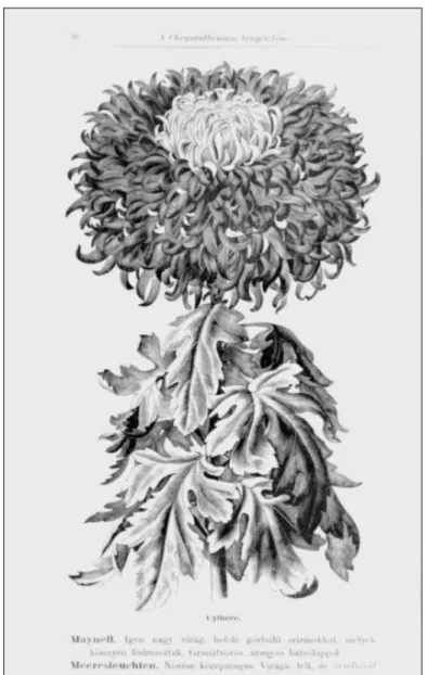 Illustration from book of Árpád Mühle: The breeding of Chrysanthemum (1907) 