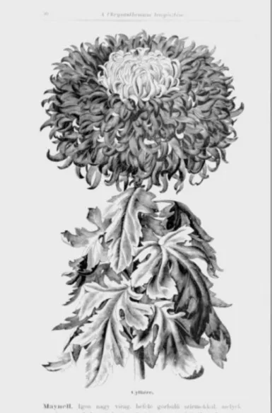Illustration from book of Árpád Mühle: The breeding of Chrysanthemum (1907)