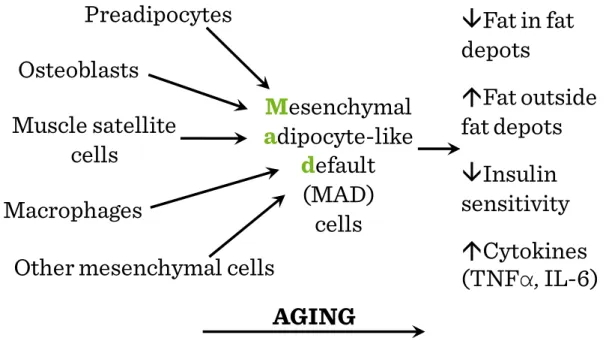 Figure I.3-3: Ectopic fat accumulation with aging: MAD cells are smaller and less  insulin responsive than fully differentiated fat cells 