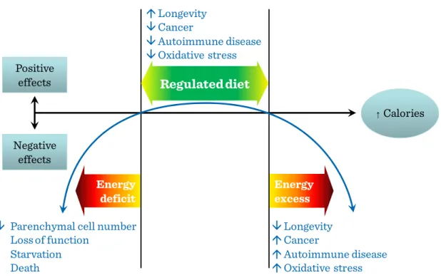 Figure I.3-5: Body weight and adiposity index in rats EnergydeficitEnergyexcessLongevityCancerAutoimmune diseaseOxidative stressPositiveeffectsNegativeeffectsLongevityCancer Autoimmune diseaseOxidative stress