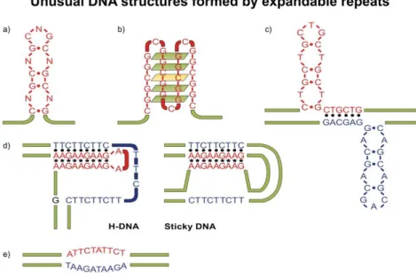 Figure 5.2. Unusual DNA structures caused by expandable repeats   DNA repeats are capable of forming several unusual structures: 