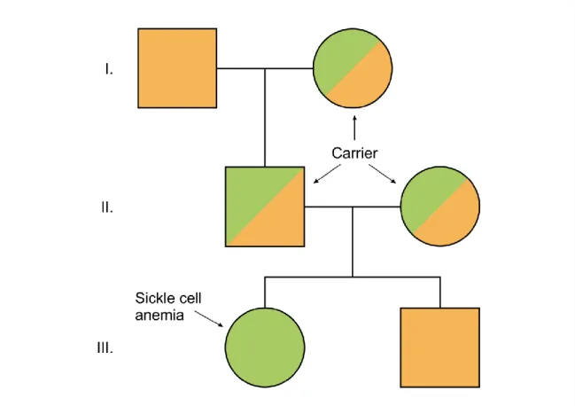 Figure 6.1. Autosomal recessive inheritance 