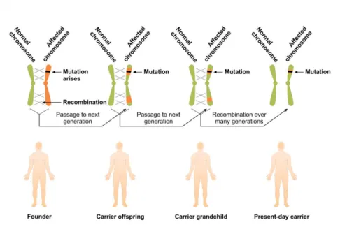 Figure 6.4. The Age of founder mutations 