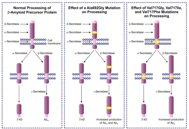 Figure 7.3. One type of familial Alzheimer disease. Genetics and the  consequence of the mutation 