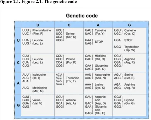 Figure 2.1. Figure 2.1. The genetic code