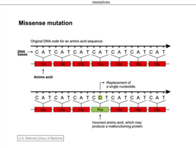 Figure 2.3. shows a nonsense mutation, where the originally present CAG codon is replaced by a TAG codon,  which will results in the finalization of the protein synthesis in this position.