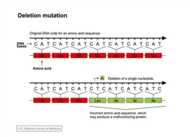 Figure 3.4. Figure 3.4. Frameshift mutation