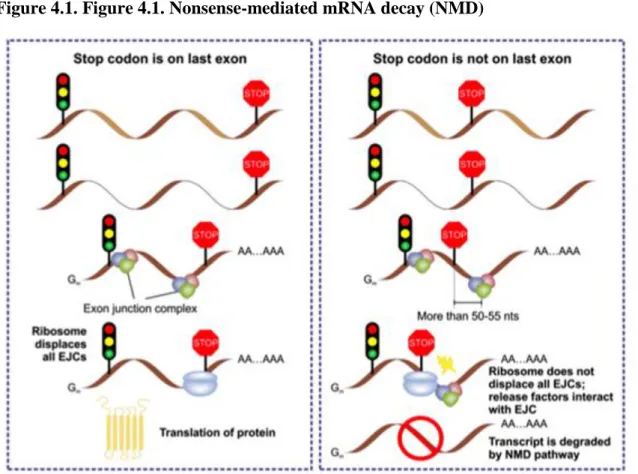 Figure 4.1. Figure 4.1. Nonsense-mediated mRNA decay (NMD)