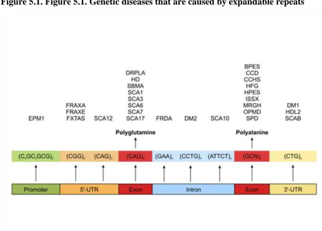 Figure 5.1. Figure 5.1. Genetic diseases that are caused by expandable repeats