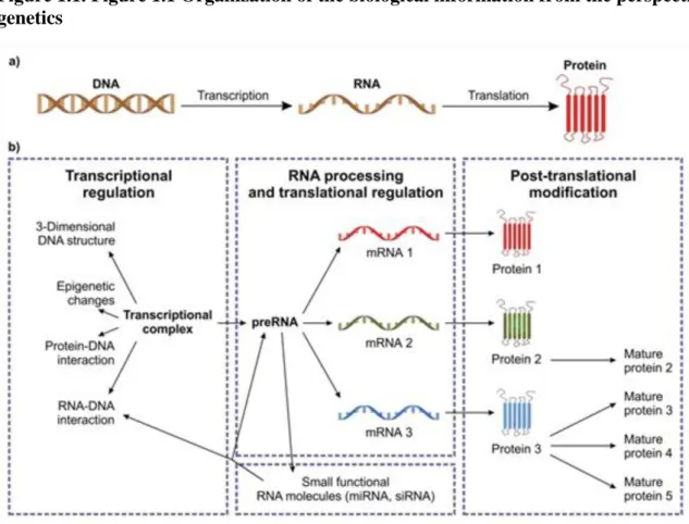 Figure 1.1. Figure 1.1 Organization of the biological information from the perspective of  genetics