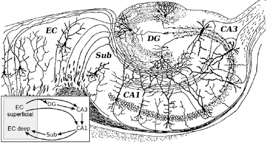 Figure  1: The  hippocampal  formation:  This  is  one  of  the  first  images  representing  the  different  parts  of  the  hippocampal  formation  (HF)