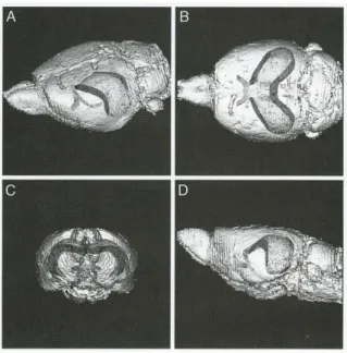 Figure 2: the location of the hippocampal formation in the brain: The images show a rat brain and inside the  hippocampal  formation  with  the  fimbria-fornix,  reconstructed  with  MRI  from  an  oblique  (A),  horizontal  (B),  coronal (C) and sagittal 