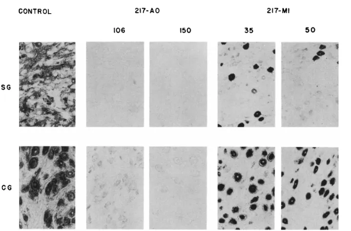 FIG. 6. A. Sections of stellate ganglia (SG) and ciliary ganglia (CG) of cats after treatment with 217-AO or 217-MI, and stained for  cholinesterase activity