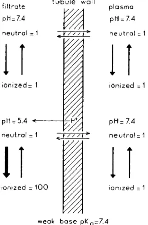 FIG. 7. Influence of the pH of the urine on the excretion of a weak base. 