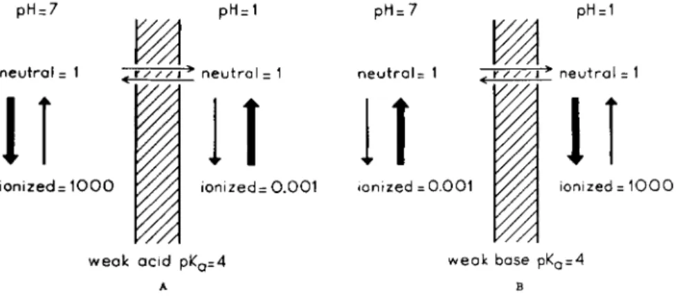 FIG. 4.  A . and  B . Influence of pH on the distribution of weak acids and bases between  two osmotically buffered solutions separated by a lipid membrane