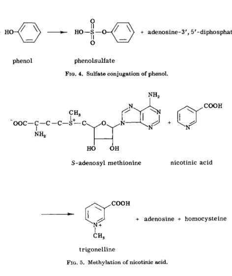 FIG. 5. Methylation of nicotinic acid. 