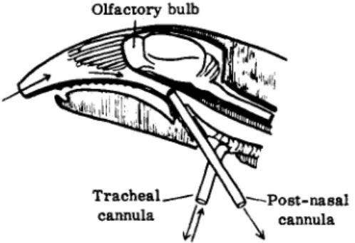 FIG. 5. Schematic representation of technique used in the study of olfaction. From  Adrian (2)