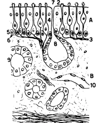FIG. 1. The olfactory membrane.  1 - 2 . Bipolar nerve cells; 3. Central extension of  olfactory cells; 4