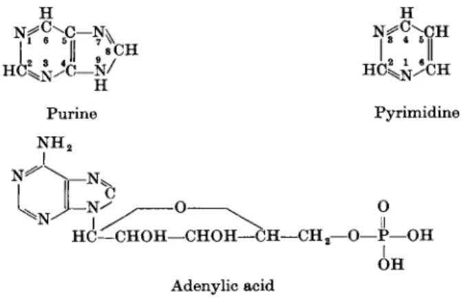 FIG. 1. Constituents of nucleic acids. 