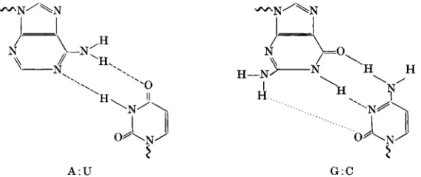 FIG. 2. Nucleic acid base-pairing. Left: adenine with uracil. Right: guanine with cytosine