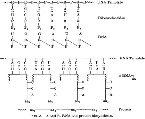 FIG. 3. A and  B . RNA and protein biosynthesis. 