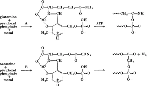FIG. 5. A. Glutamine activation according to Baker (24), involving formation of an  azomethine (Schiff's base)