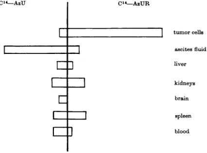 FIG. 7. Relative radioactivity of organs and tissues of mice bearing Ehrlich ascites  carcinomas, 3 hr after intraperitoneal administration of azauracil-4,5-C 14  and  6-azauracil-4,5-C 14 -riboside