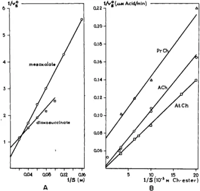 FIG. 7. Concentration-effect curves of substrates. A. Lineweaver-and-Burk plot of  2 substrates for the enzyme malic-acid dehydrogenase