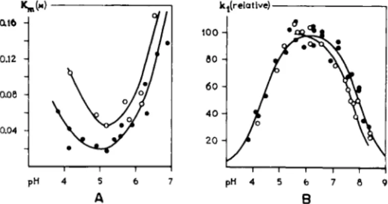 FIG. 3. The influence of the pH on K m  and reaction constants. A. The Briggs-Haldane  constant, K m , as a function of pH at two temperatures for the hydrolysis of  carbobenzoxy-L-histidinamide (CHA) by papain
