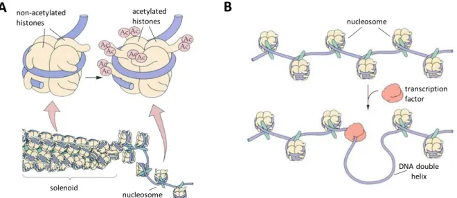 Fig. 1.1. Modification of histone proteins by histone acetyl transferases cause less condensed  chromatin (A)