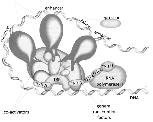 Fig. 1.3. The transcription apparat in eukaryote cells. Beside the RNA polymerase II (RNAP II),  several general transcription factors are essential (TBP, TATA-binding protein, TFIIA-H)