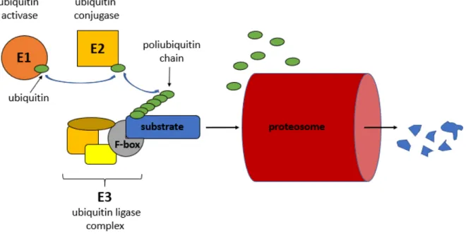 Fig. 1.4. The mechanism of ubiquitin-ligase complex mediated protein degradation. (Figure  of A