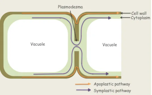 Fig. 4.1. Apoplastic and symplastic transportation (Figure of Á. Gallé) 