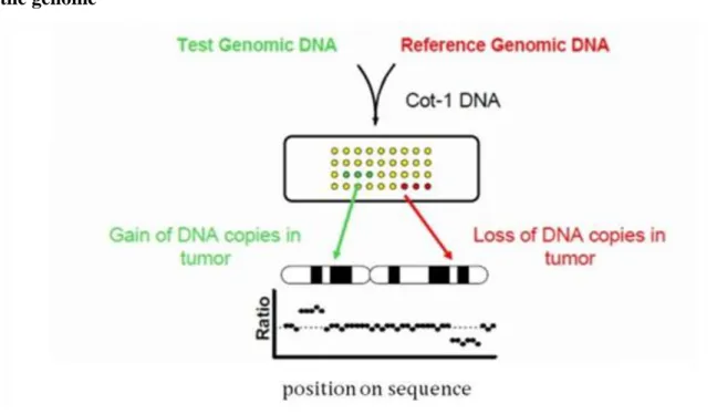 Figure 1.4. Figure  1.4.  Array  CGH  maps  DNA  copy  number,  alteration  to  position  in  the genome