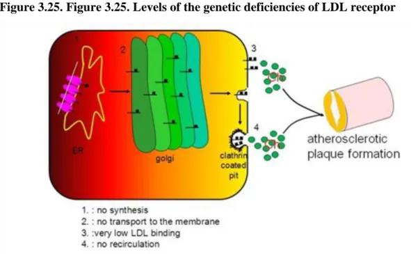 Figure 3.25. Figure 3.25. Levels of the genetic deficiencies of LDL receptor