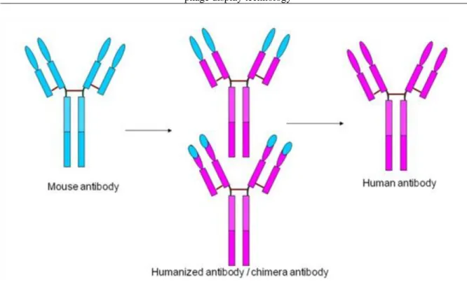 Figure 5.10. Figure 5.10. Production of human antibodies in genetically modified mice.