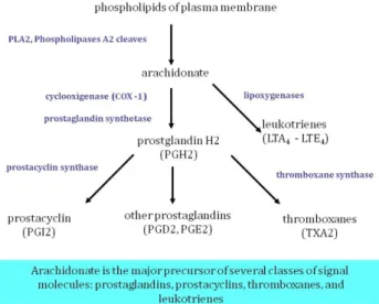 Figure 6.4. Development of inflammatory response, synthesis of lipid mediators  Signaling Through Toll-Like Receptors 