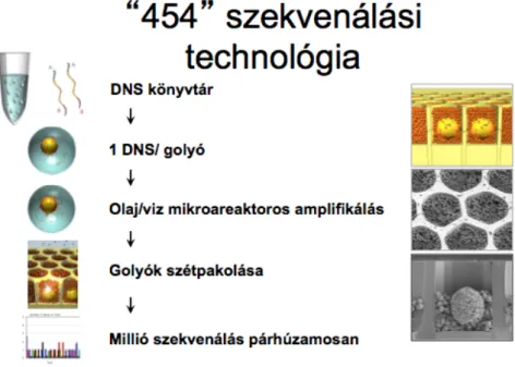 Fig 3.4 Az első nagy áteresztőképességű genomszekvenálási technológia 